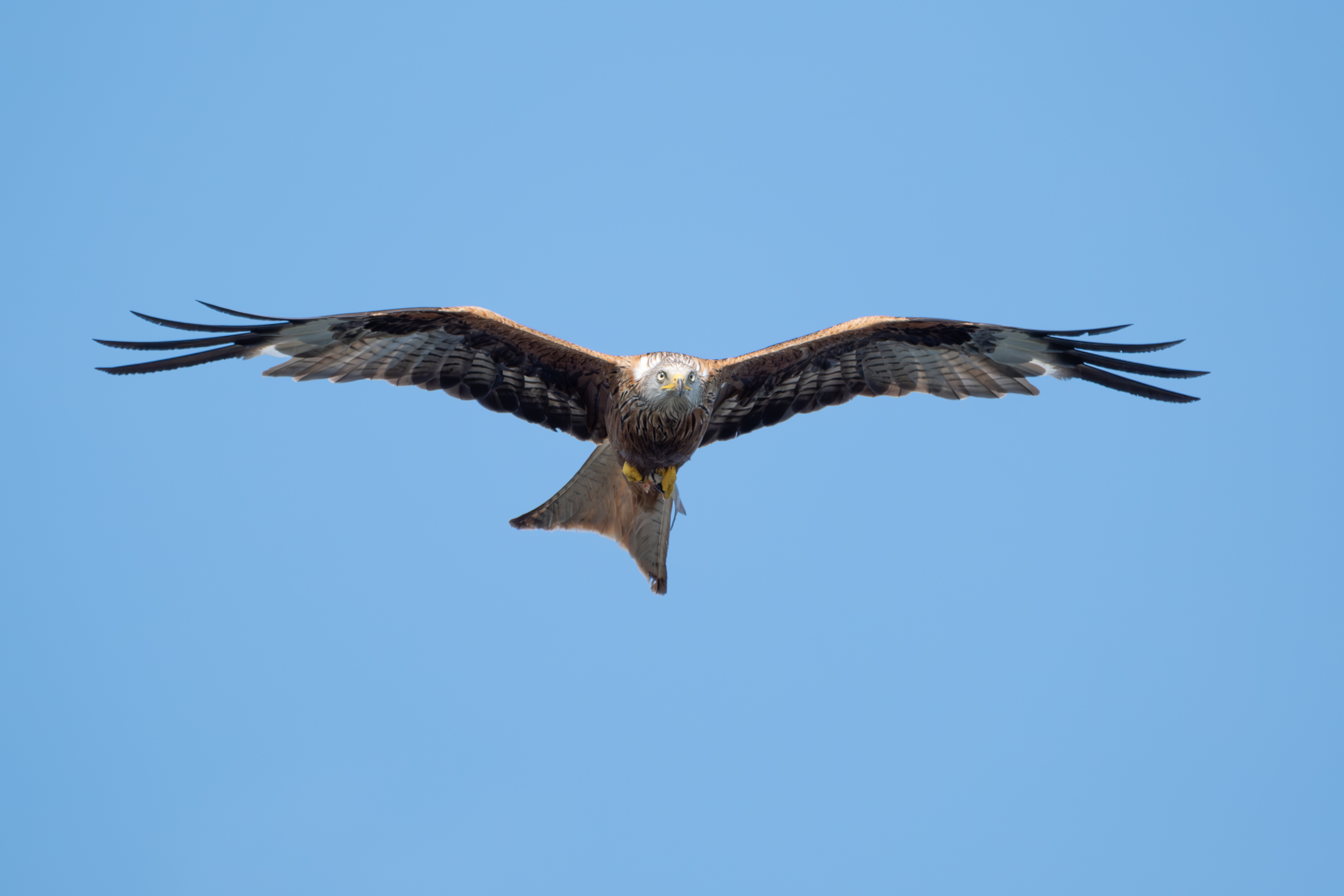 Rotmilan (Milvus milvus)