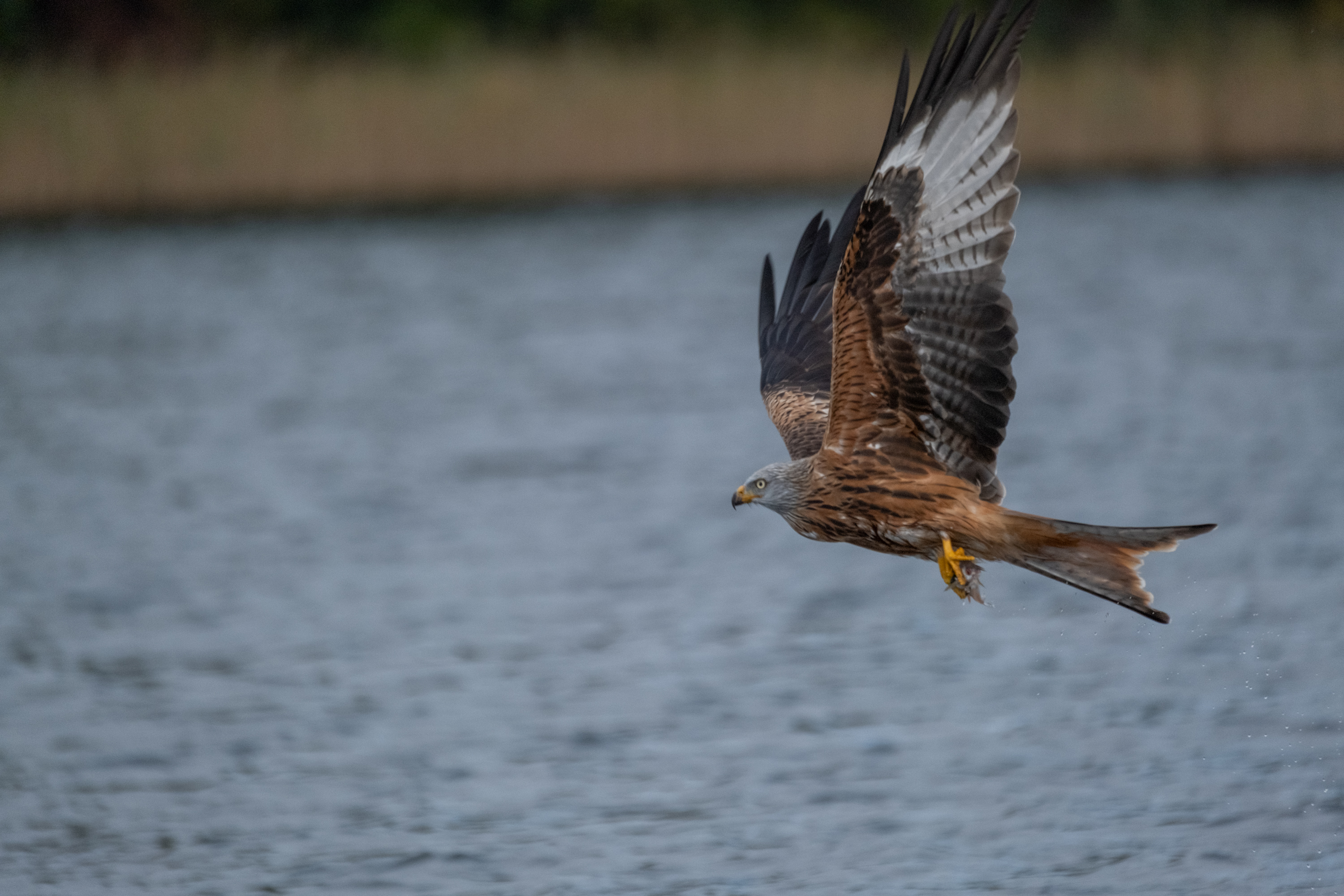 Rotmilan (Milvus milvus)
