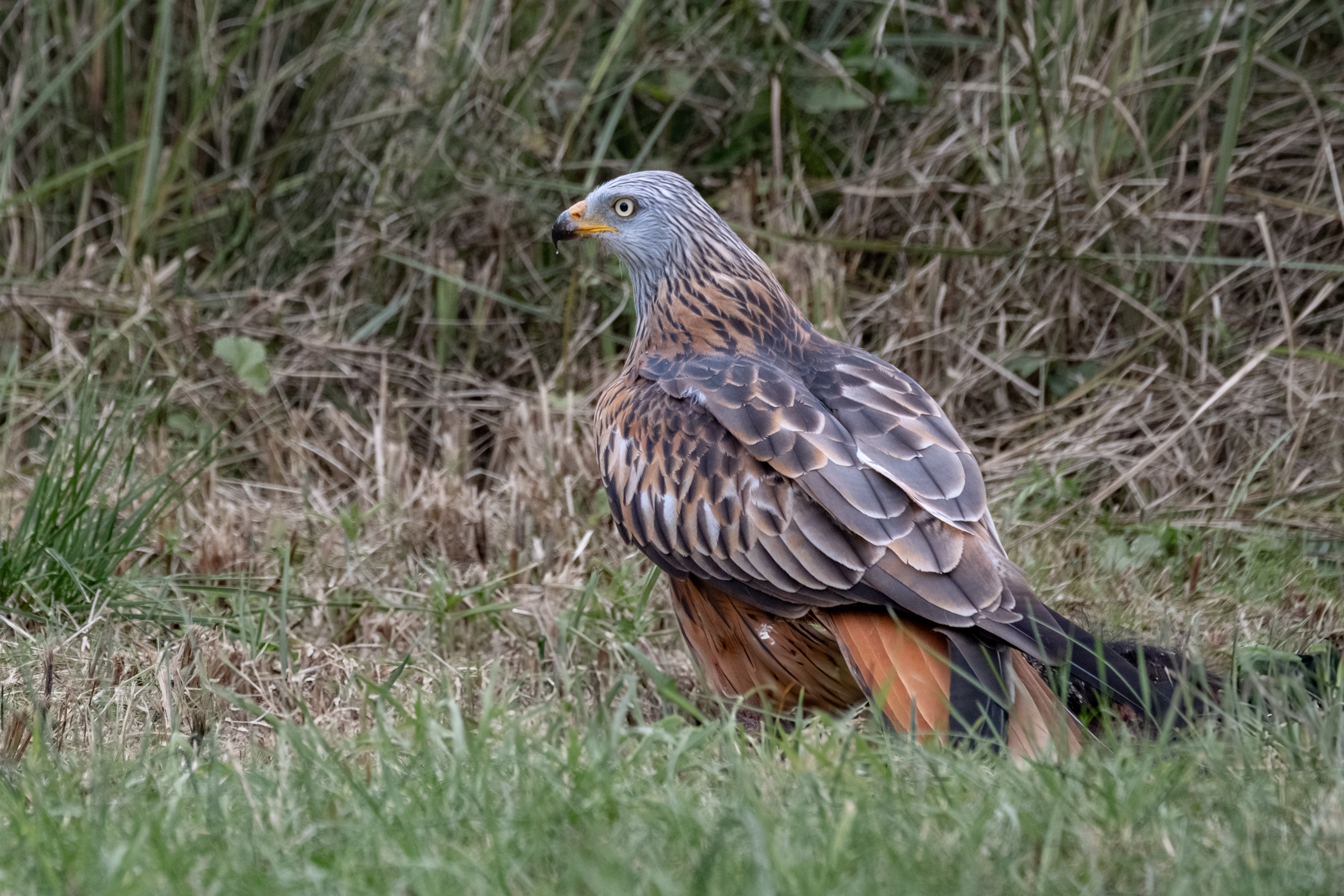 Rotmilan (Milvus milvus)
