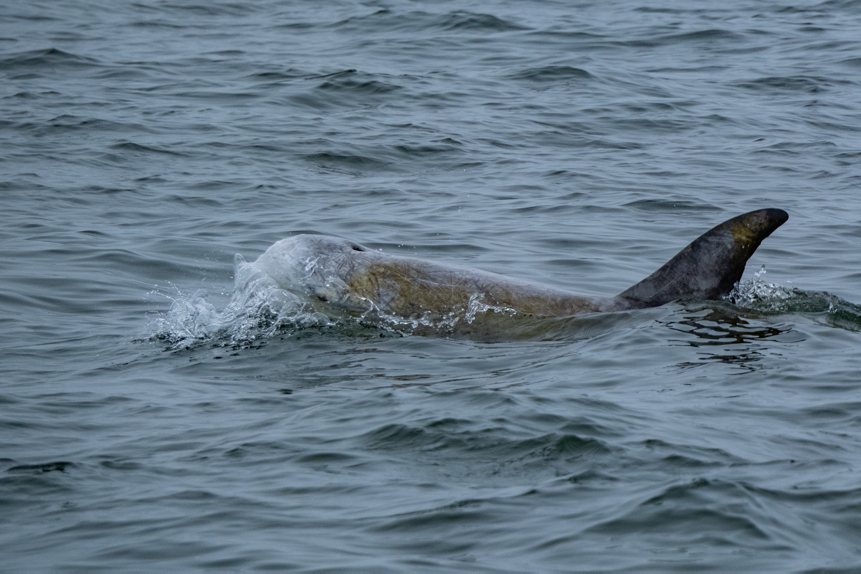 Rundkopfdelfin