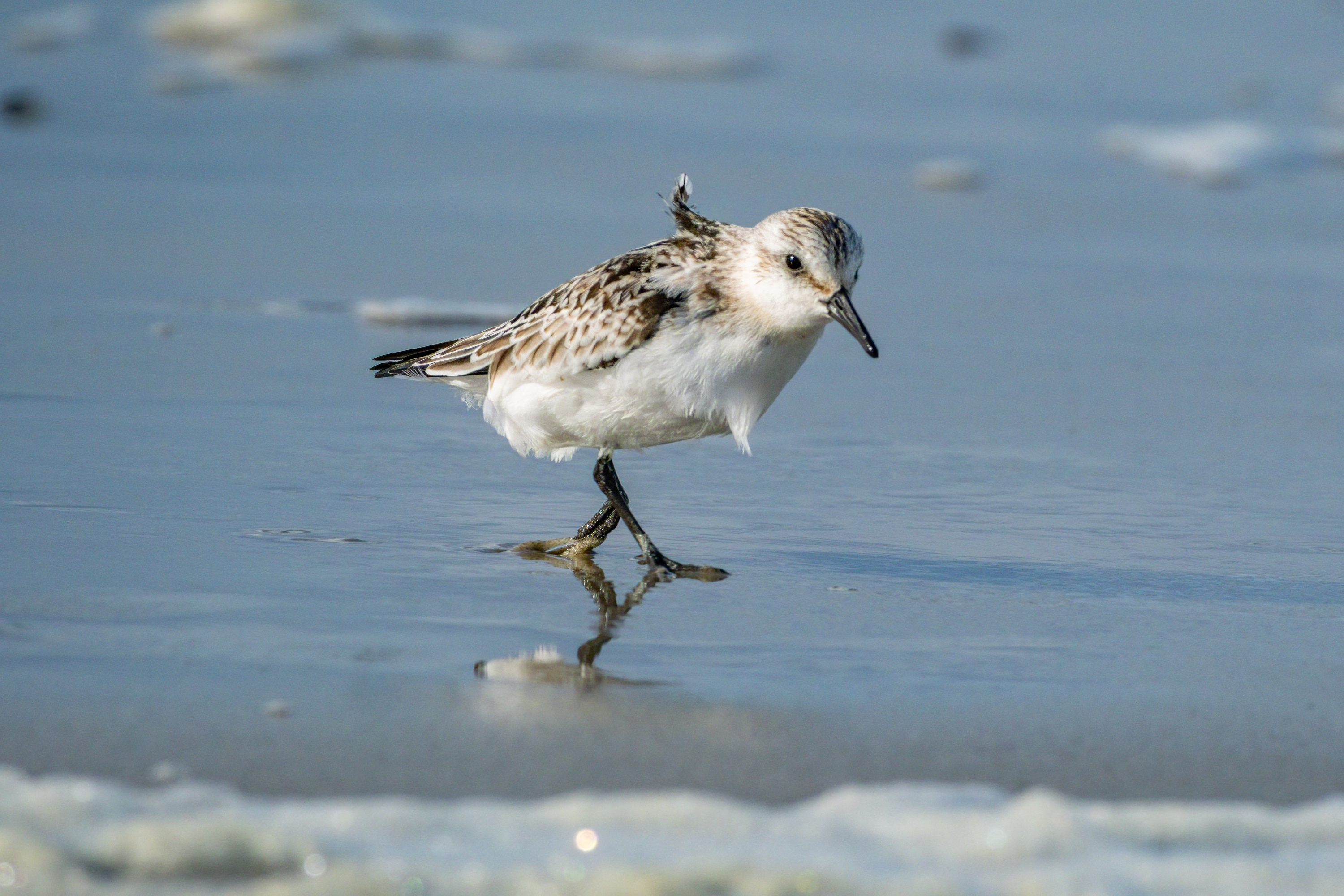 Sanderling