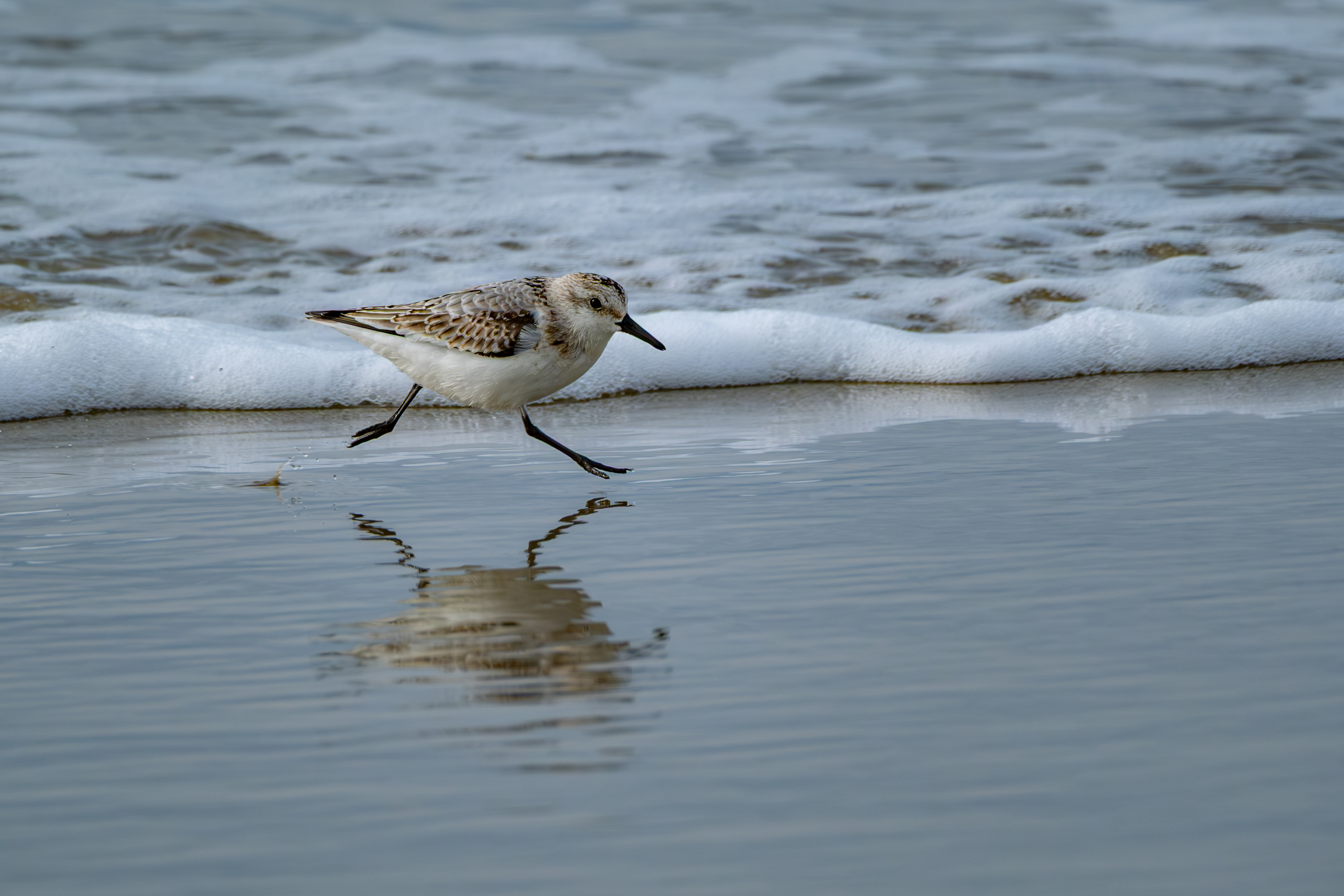 Sanderling