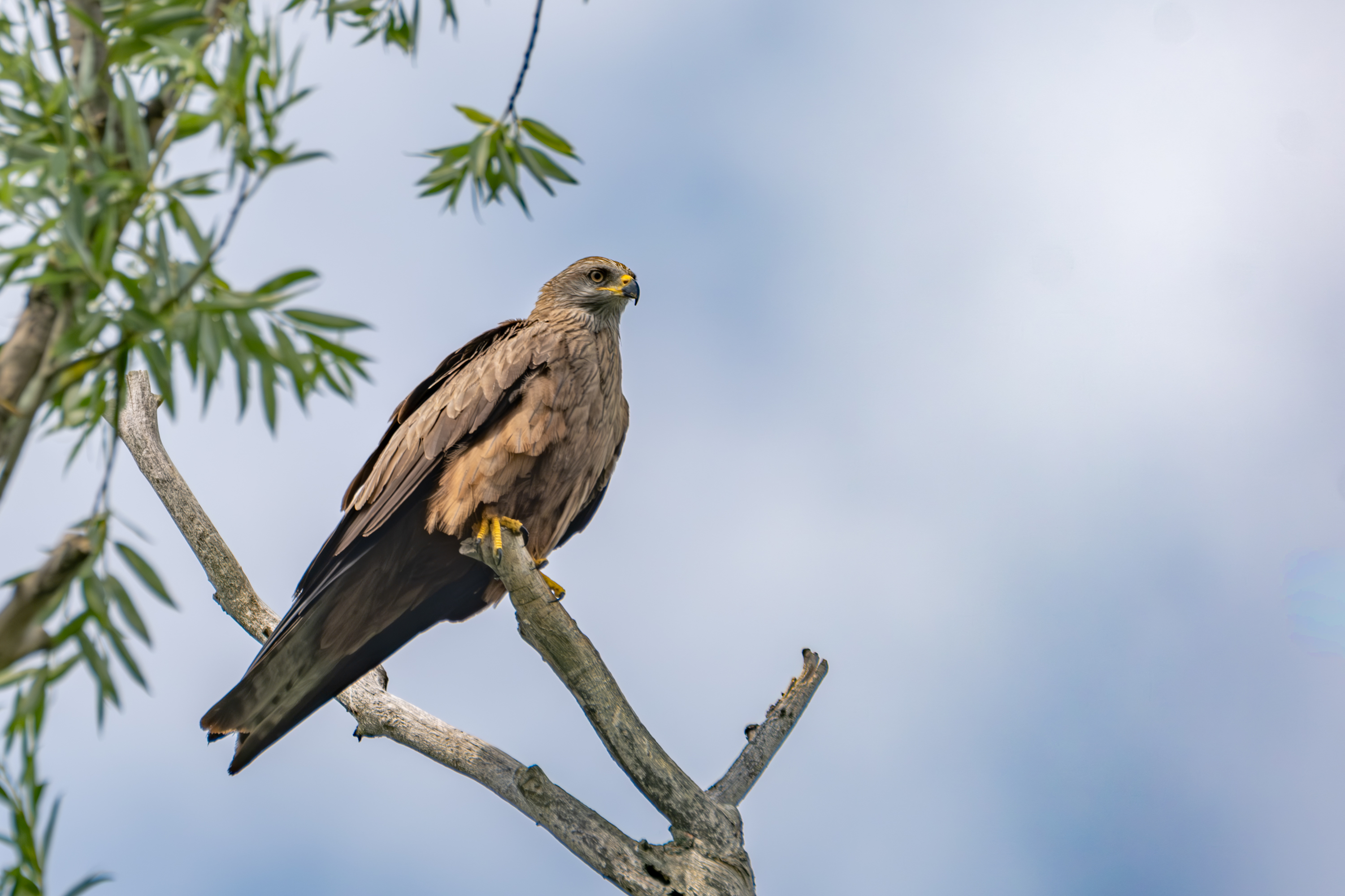 Schwarzmilan (Milvus migrans)