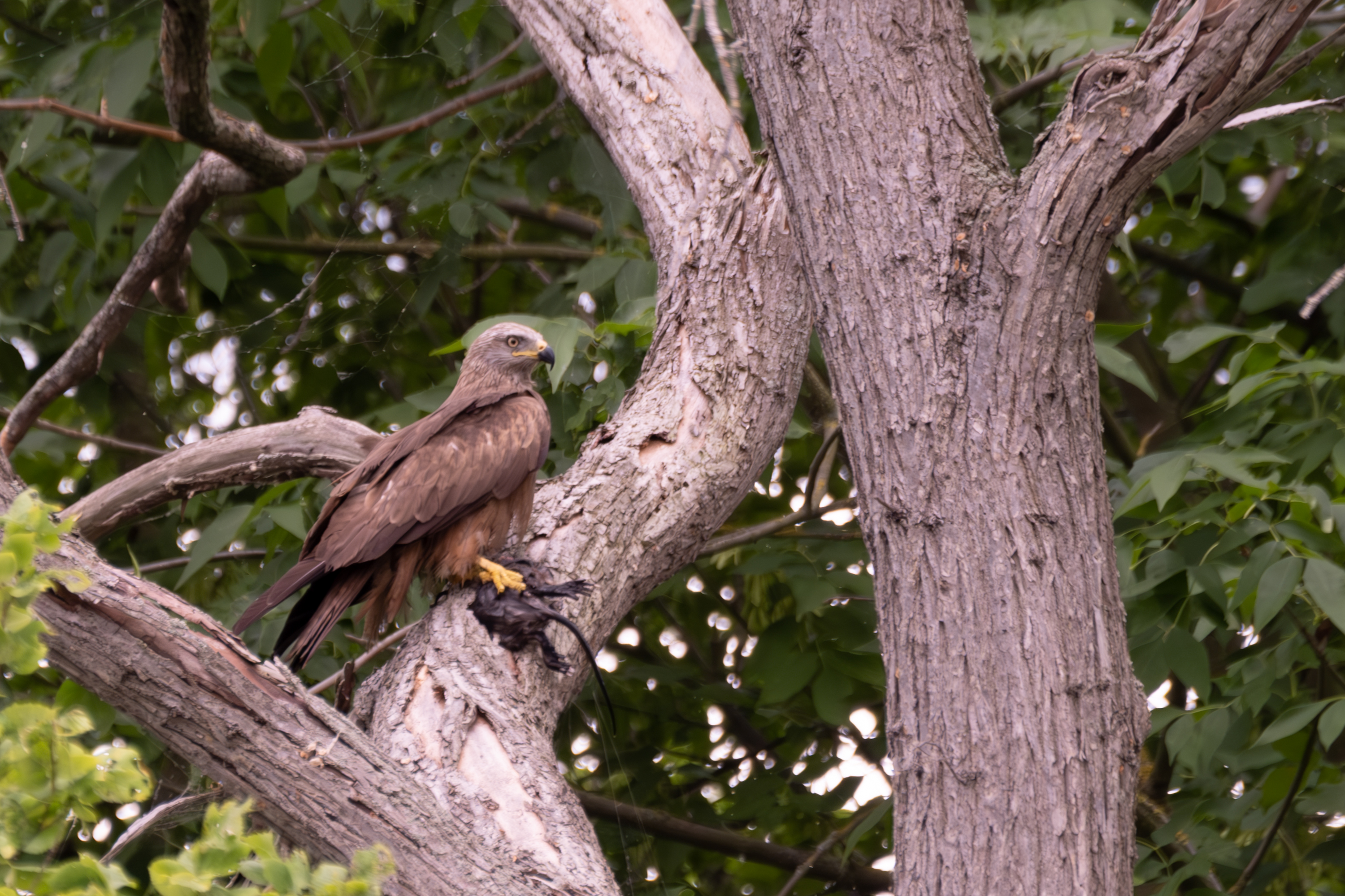 Schwarzmilan (Milvus migrans)