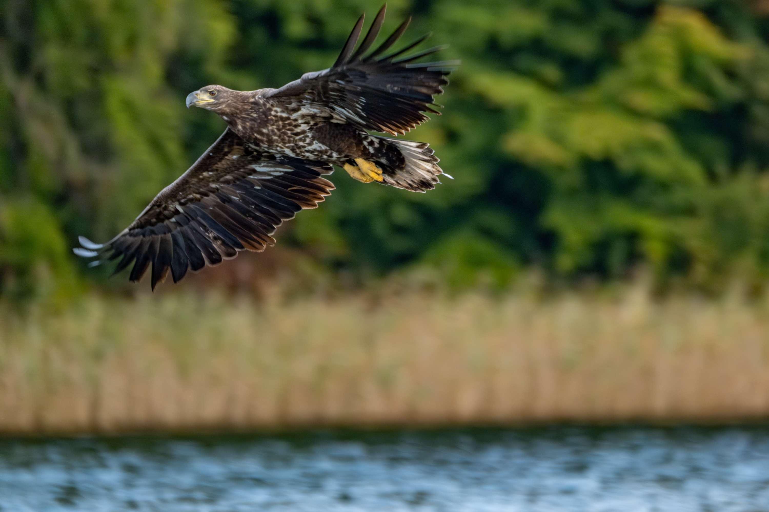 Seeadler
