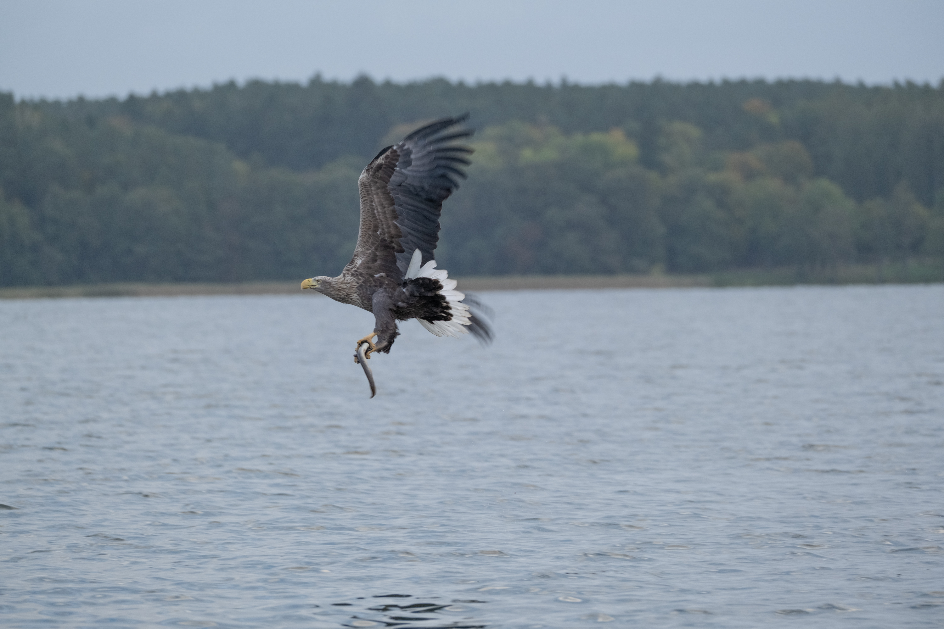 Seeadler