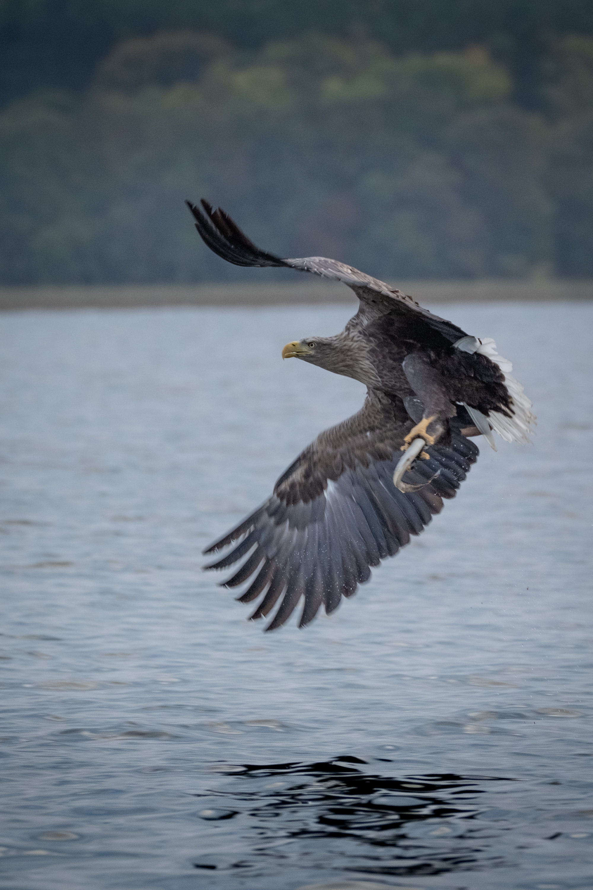 Seeadler