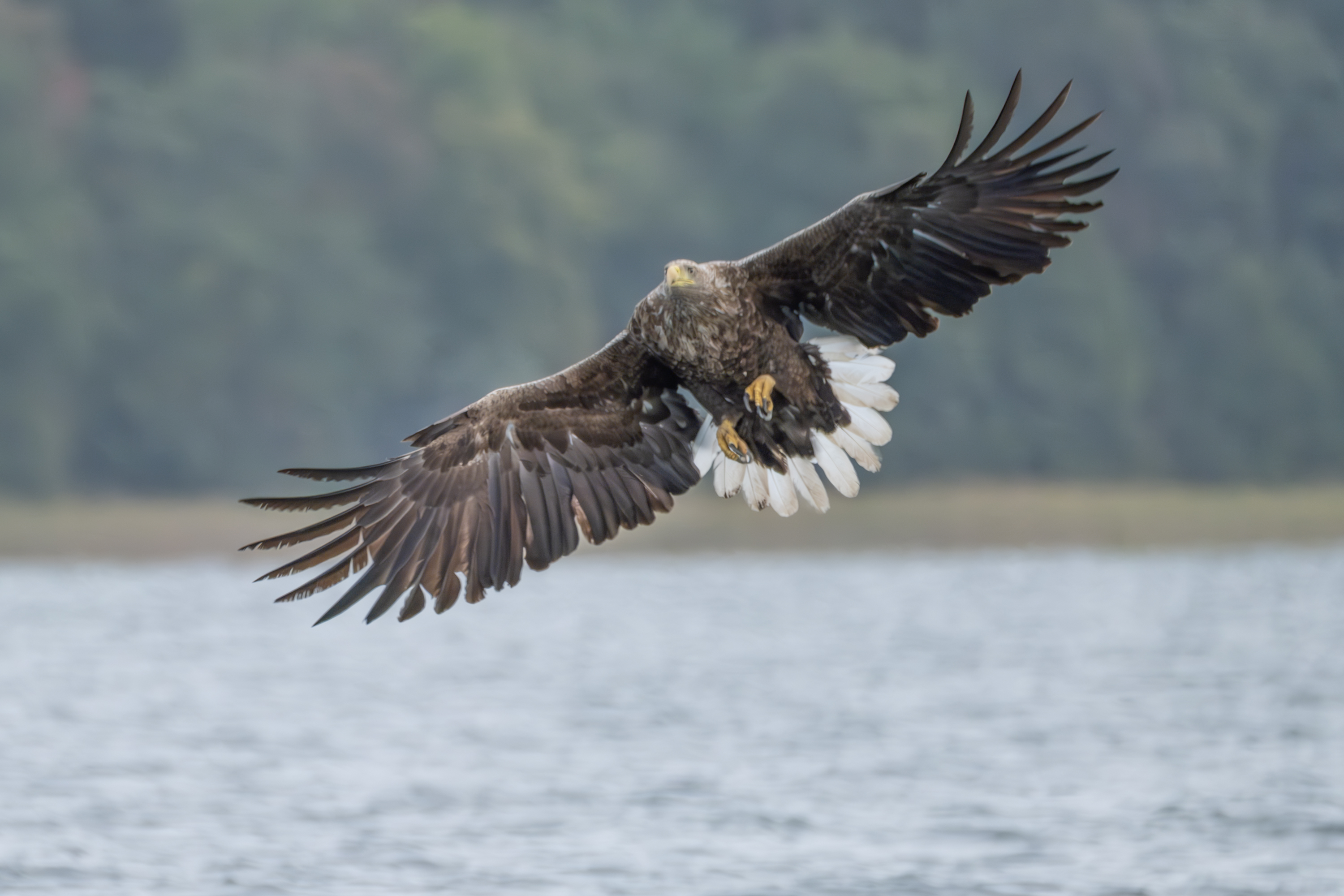 Seeadler