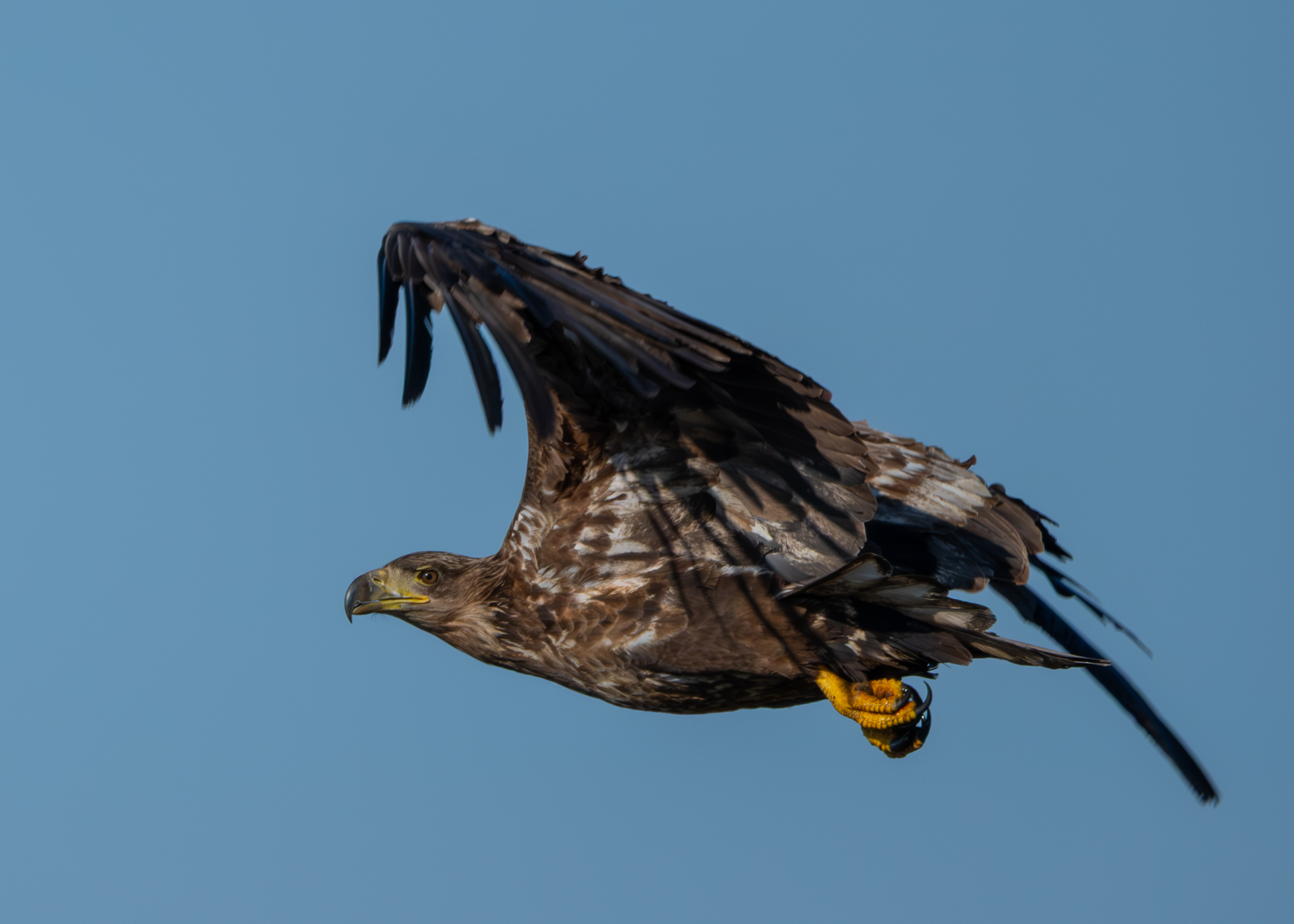 Seeadler