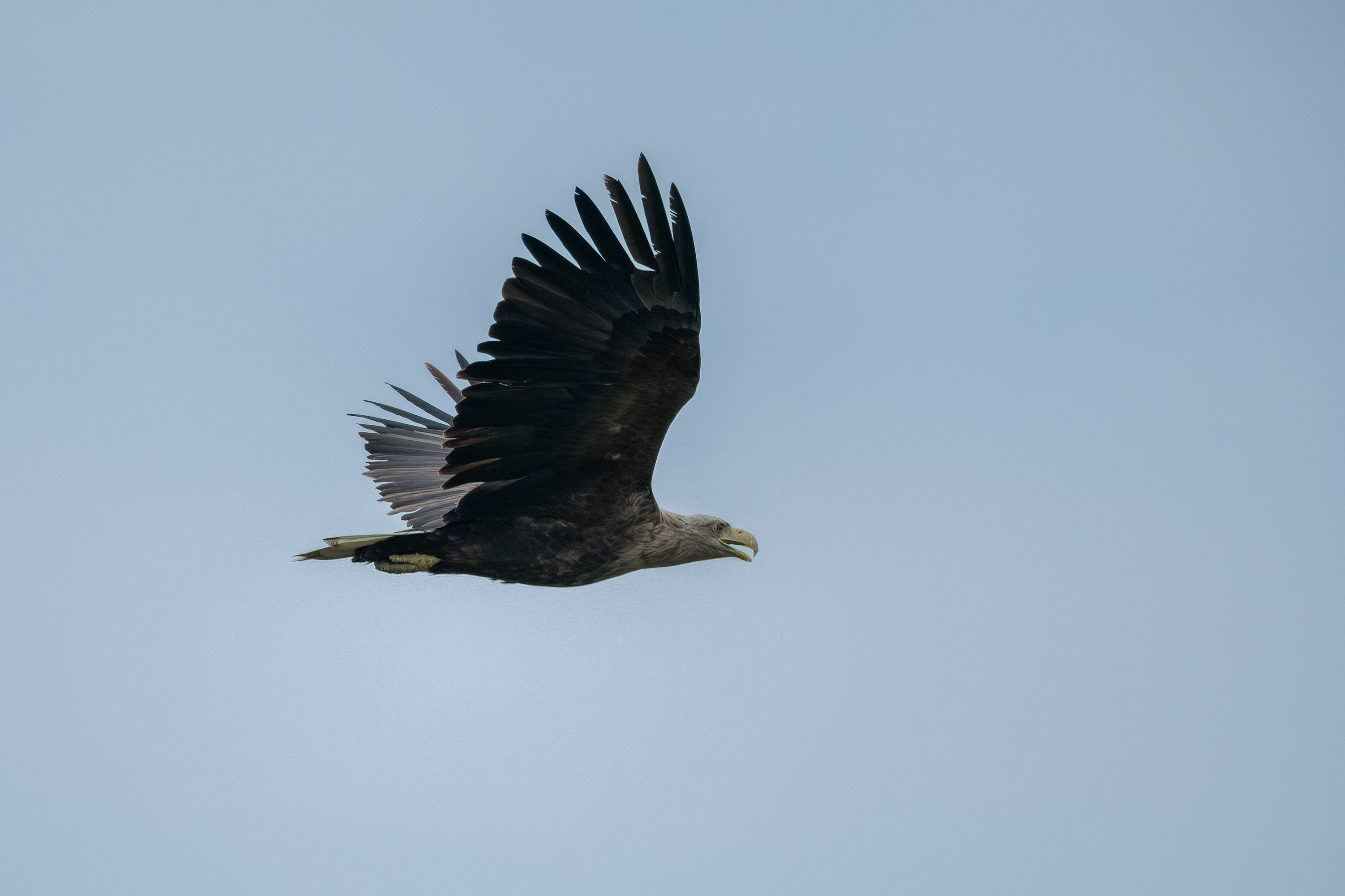 Seeadler