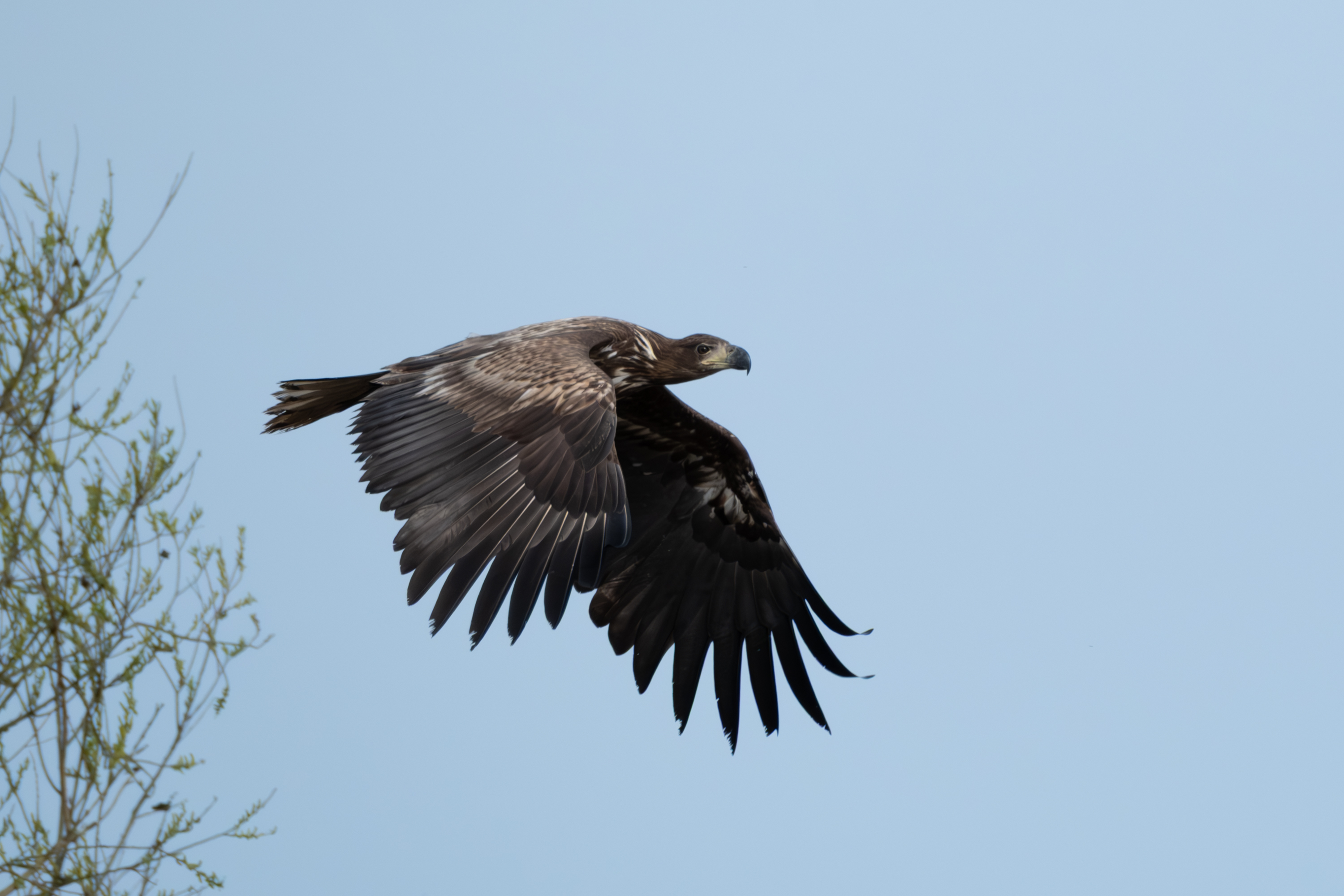 Seeadler