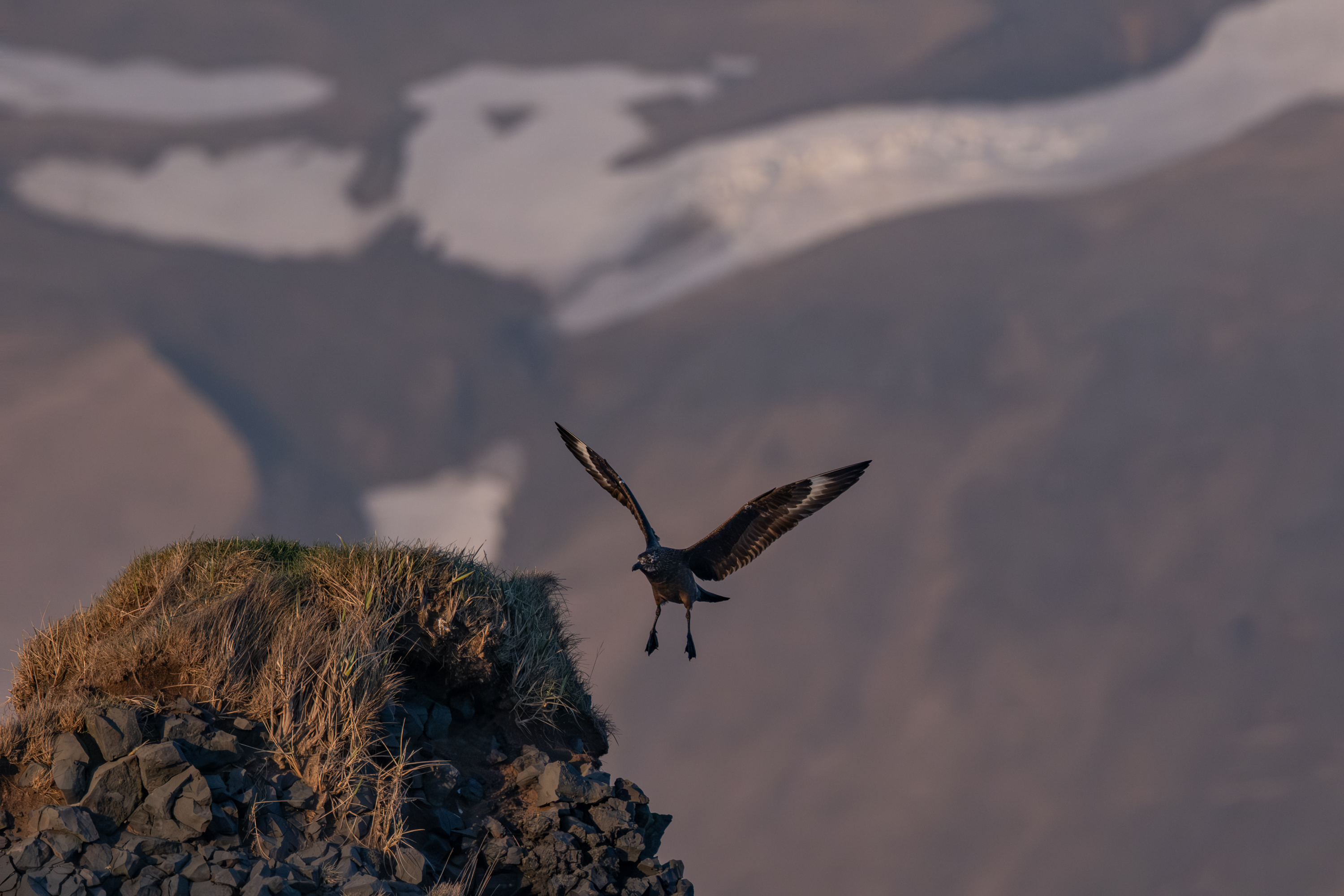 Skua