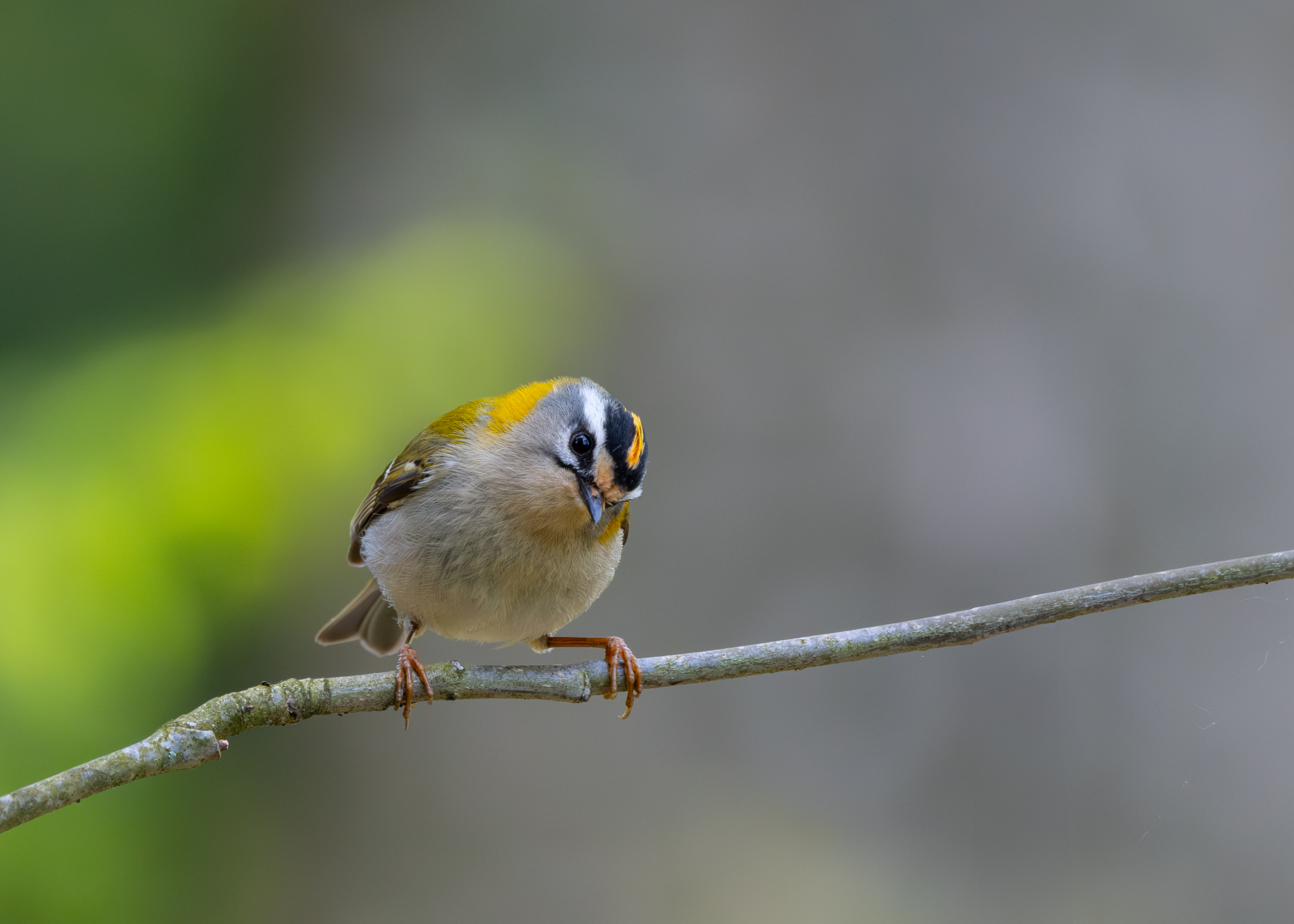 Sommergoldhähnchen