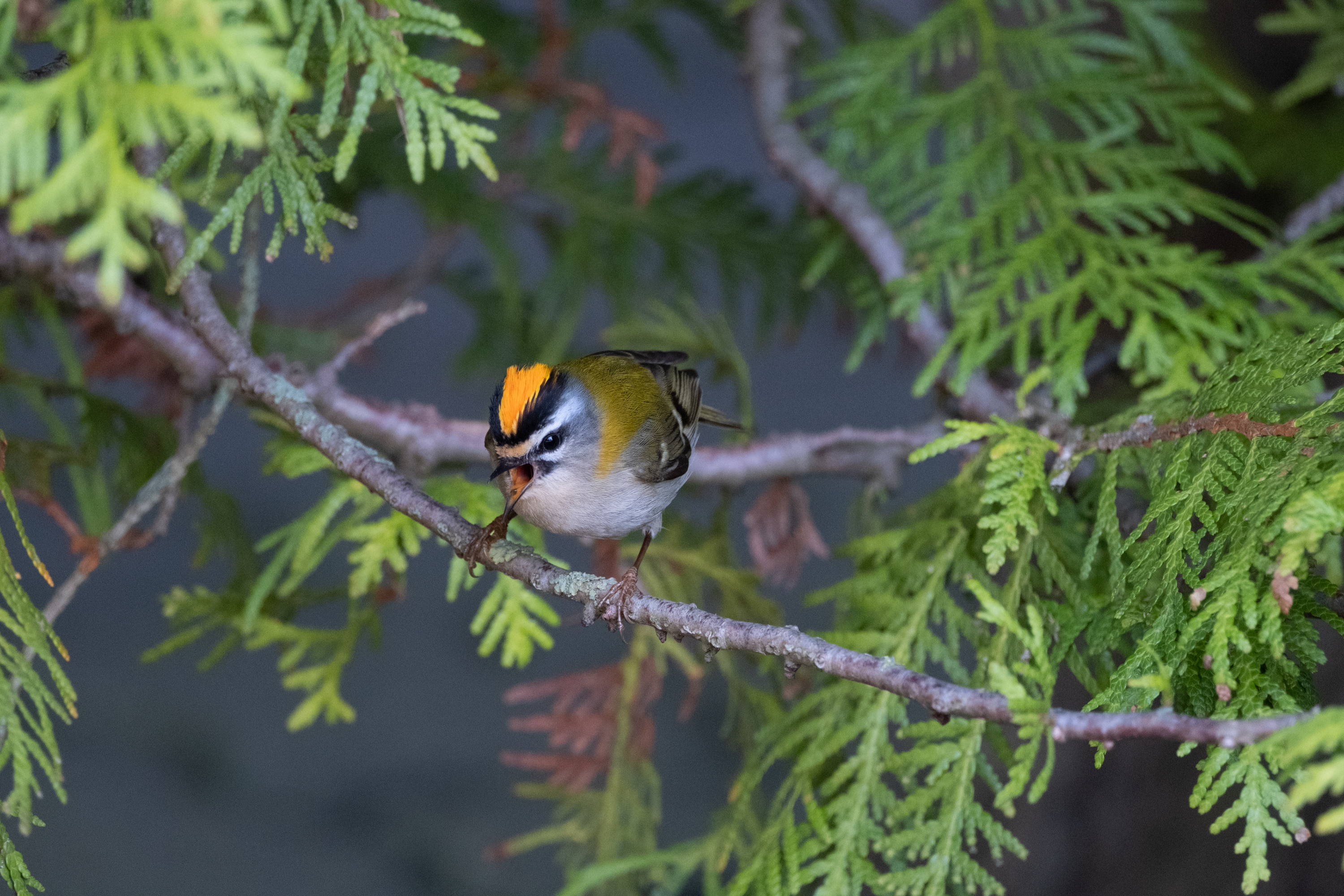 Sommergoldhähnchen