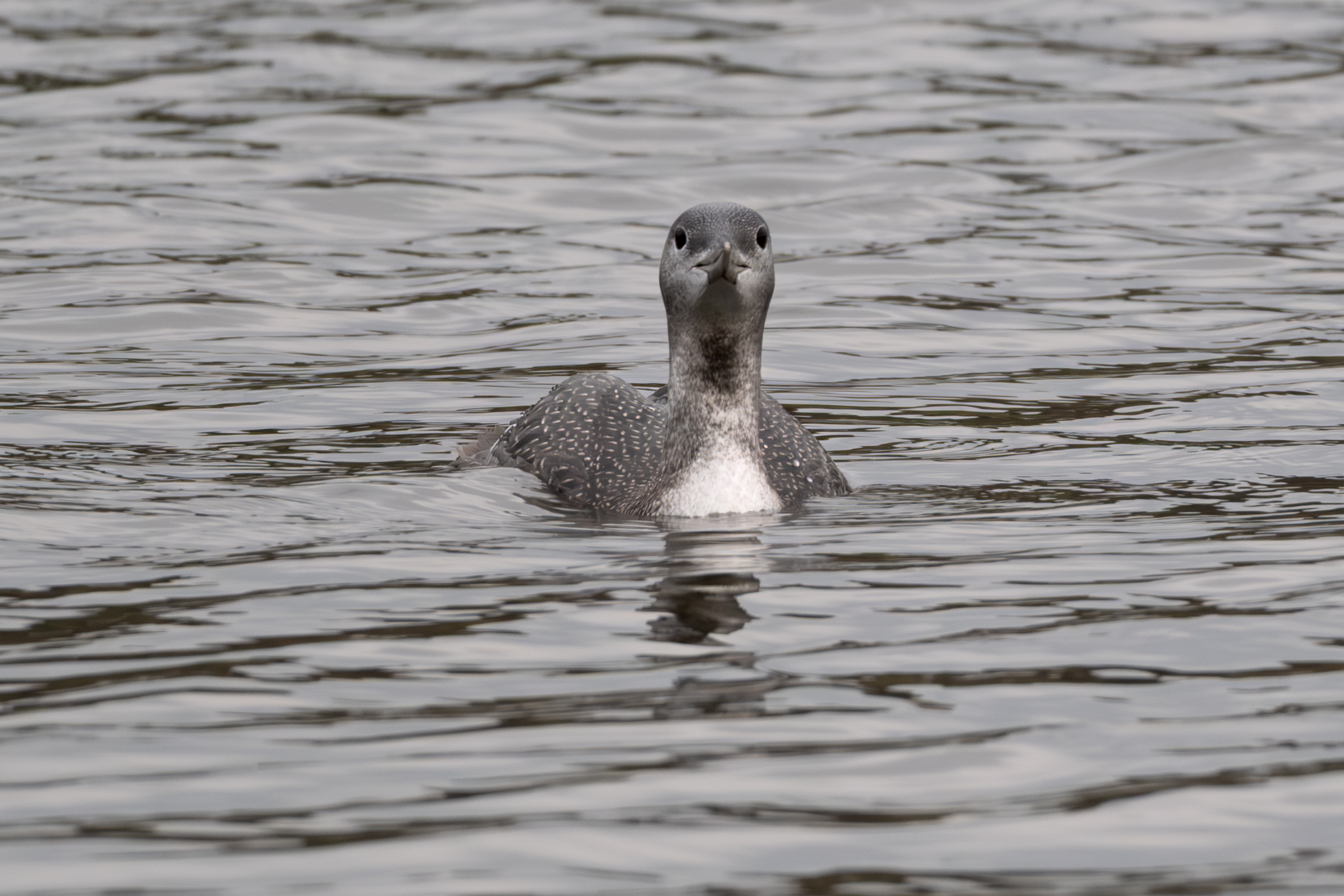 Sterntaucher