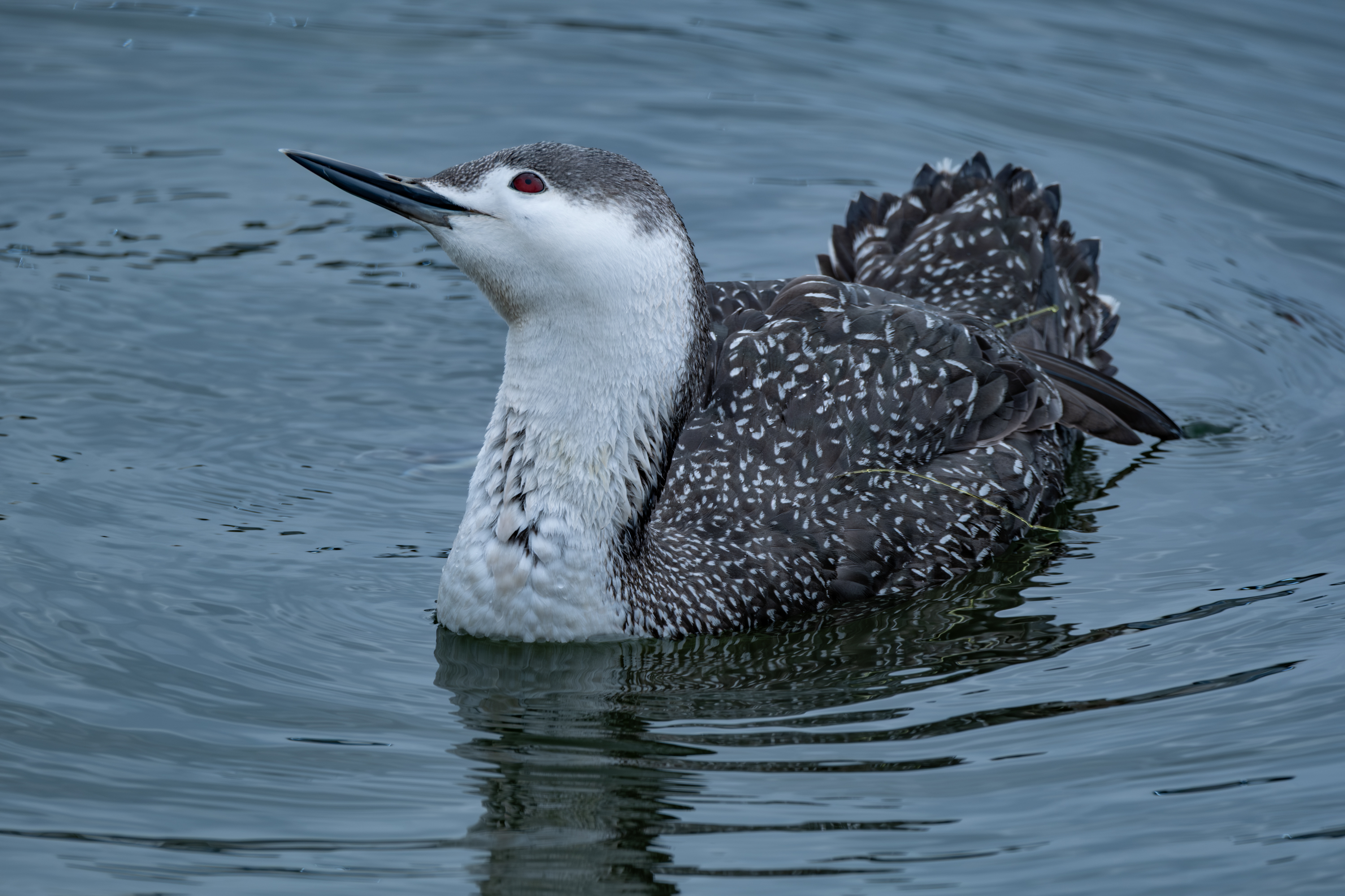 Sterntaucher