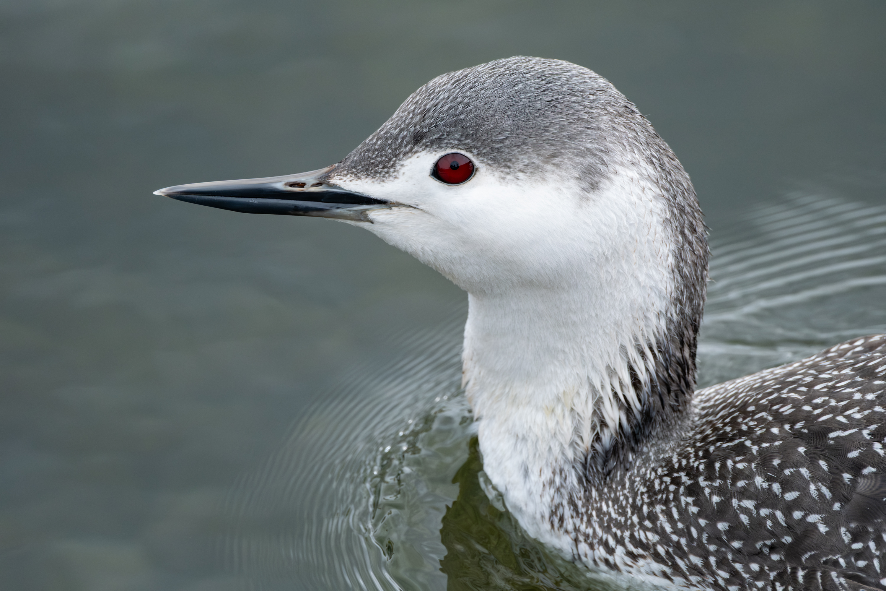 Sterntaucher