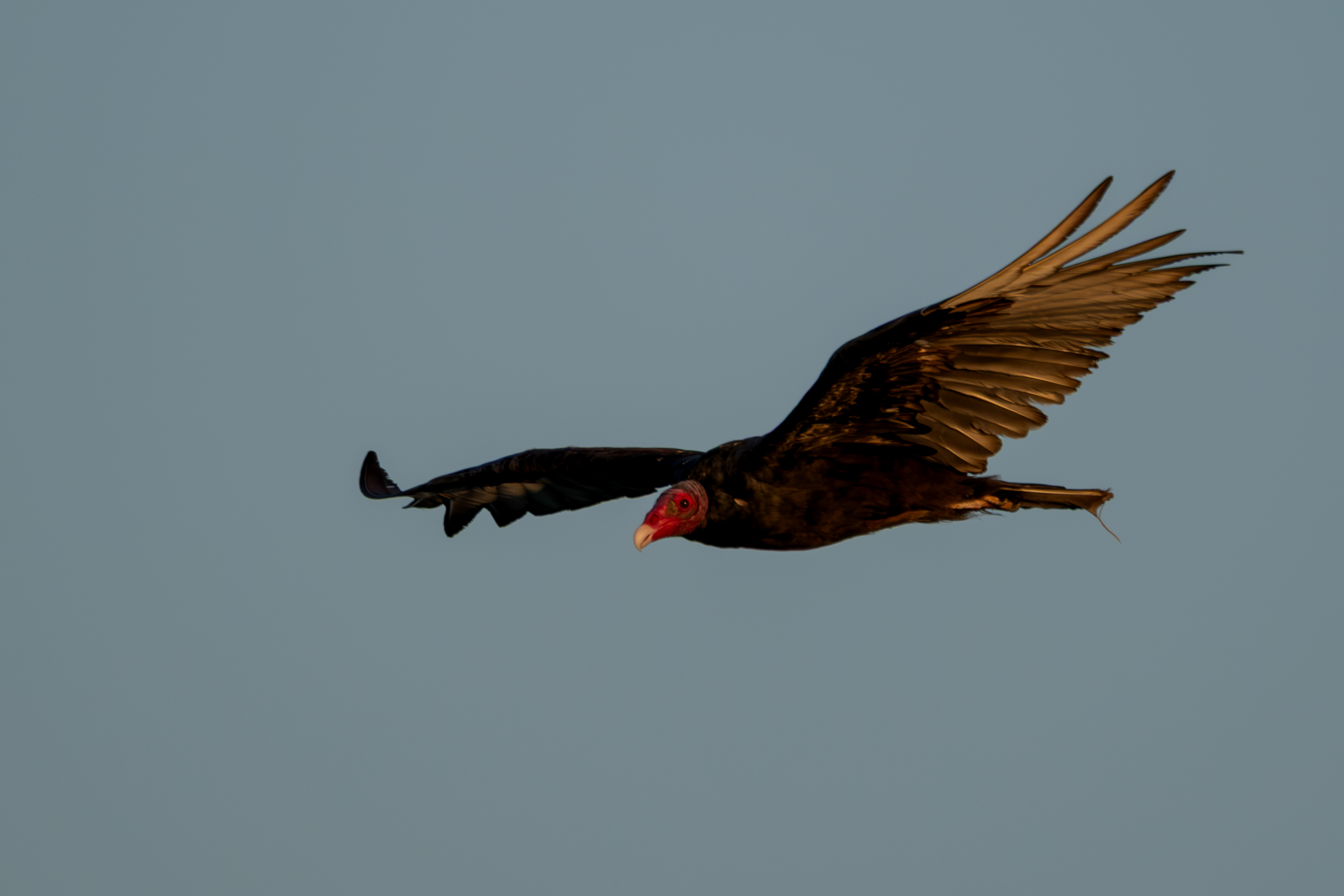 Turkey Vulture