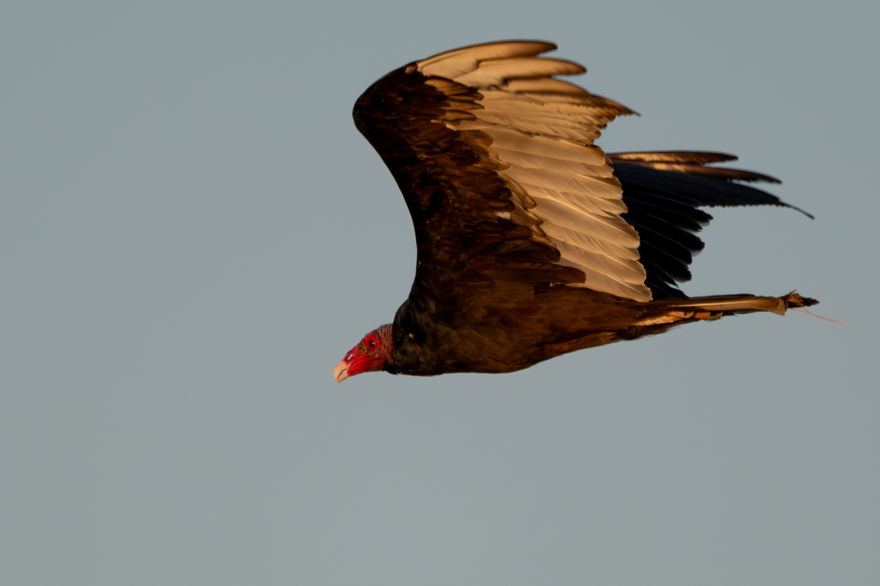 Turkey Vulture
