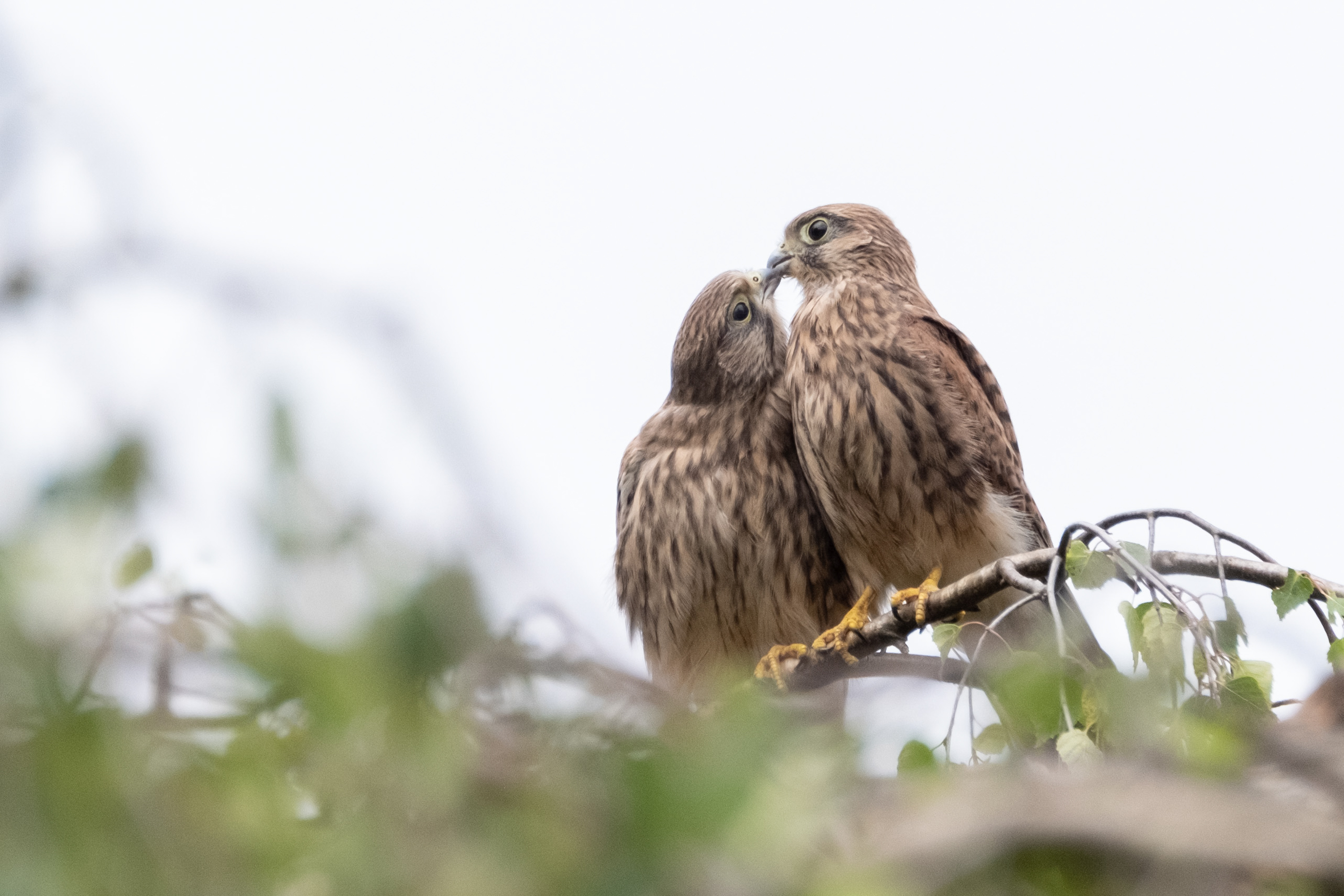 Turmfalke (Falco tinnunculus)