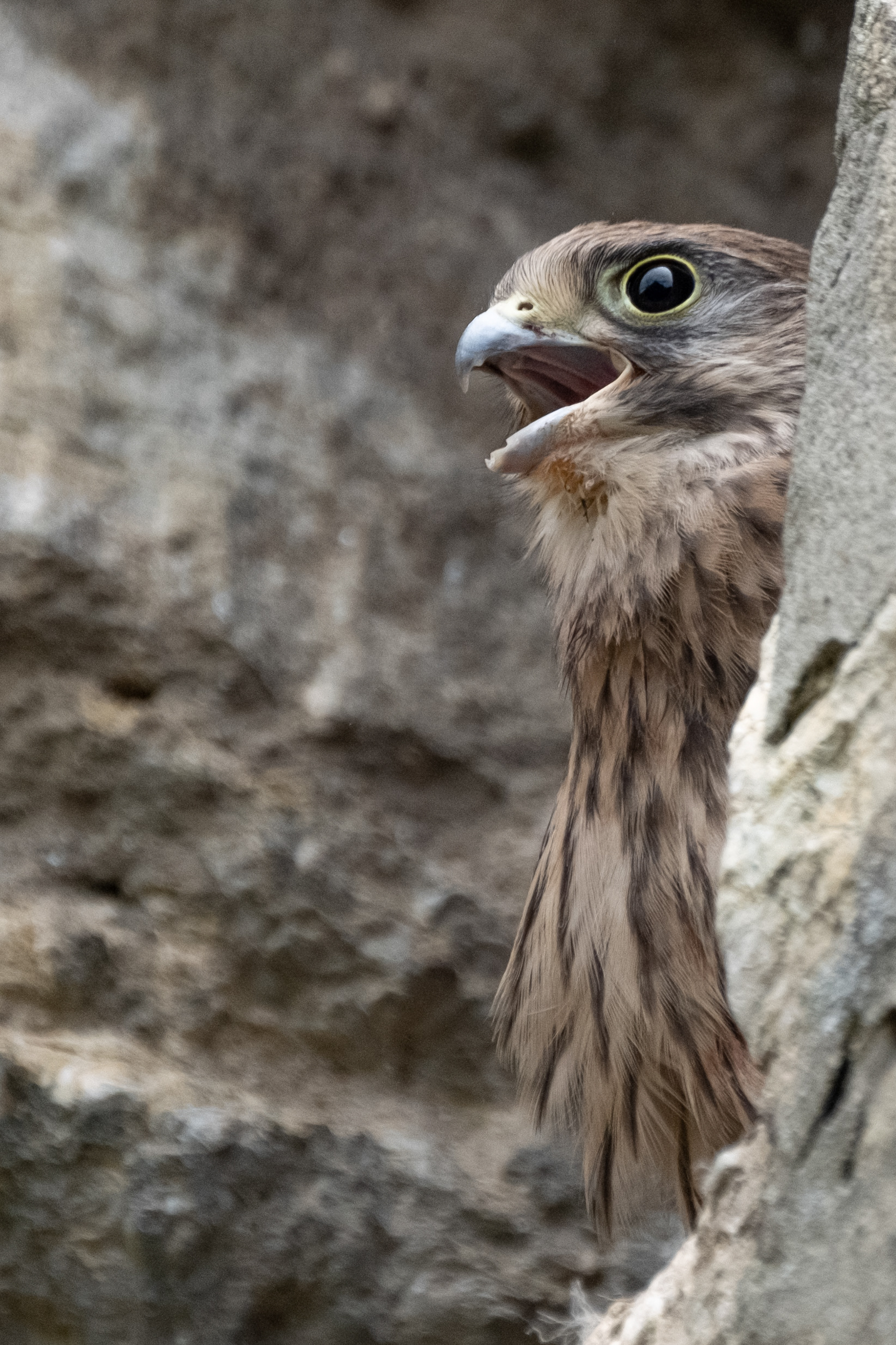 Turmfalke (Falco tinnunculus)