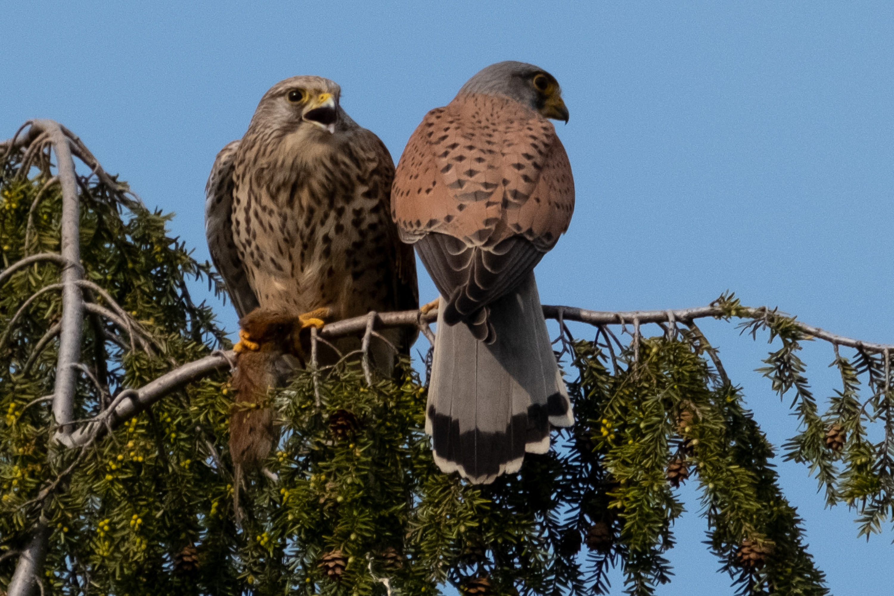 Turmfalke (Falco tinnunculus)