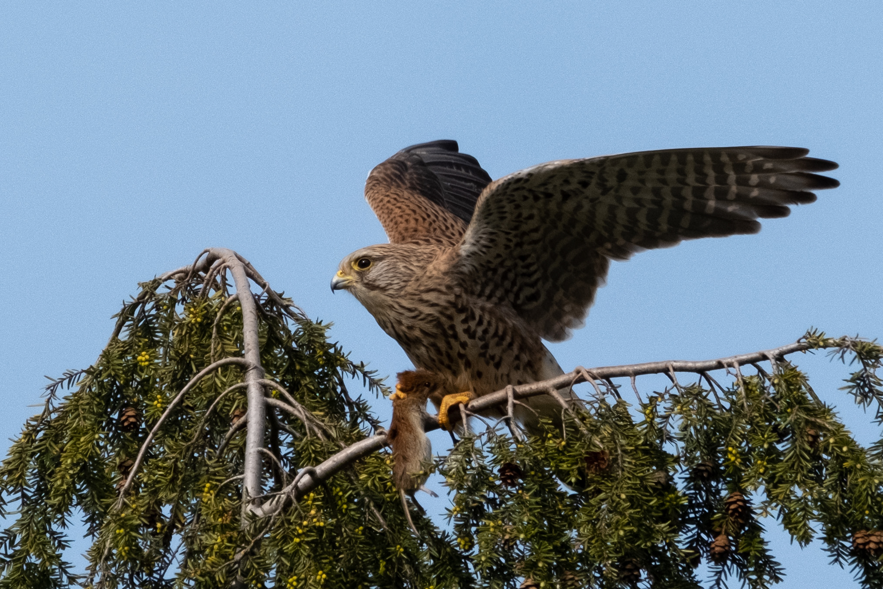 Turmfalke (Falco tinnunculus)