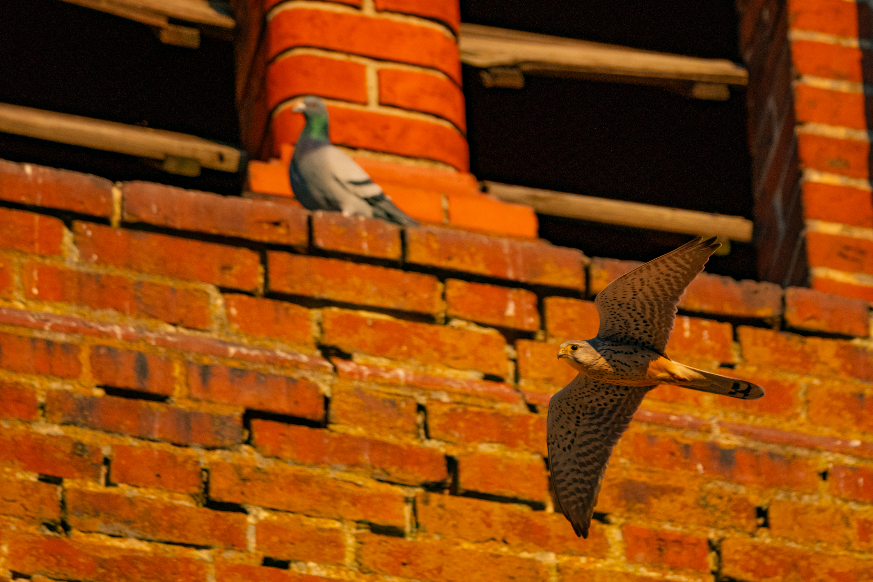 Turmfalken