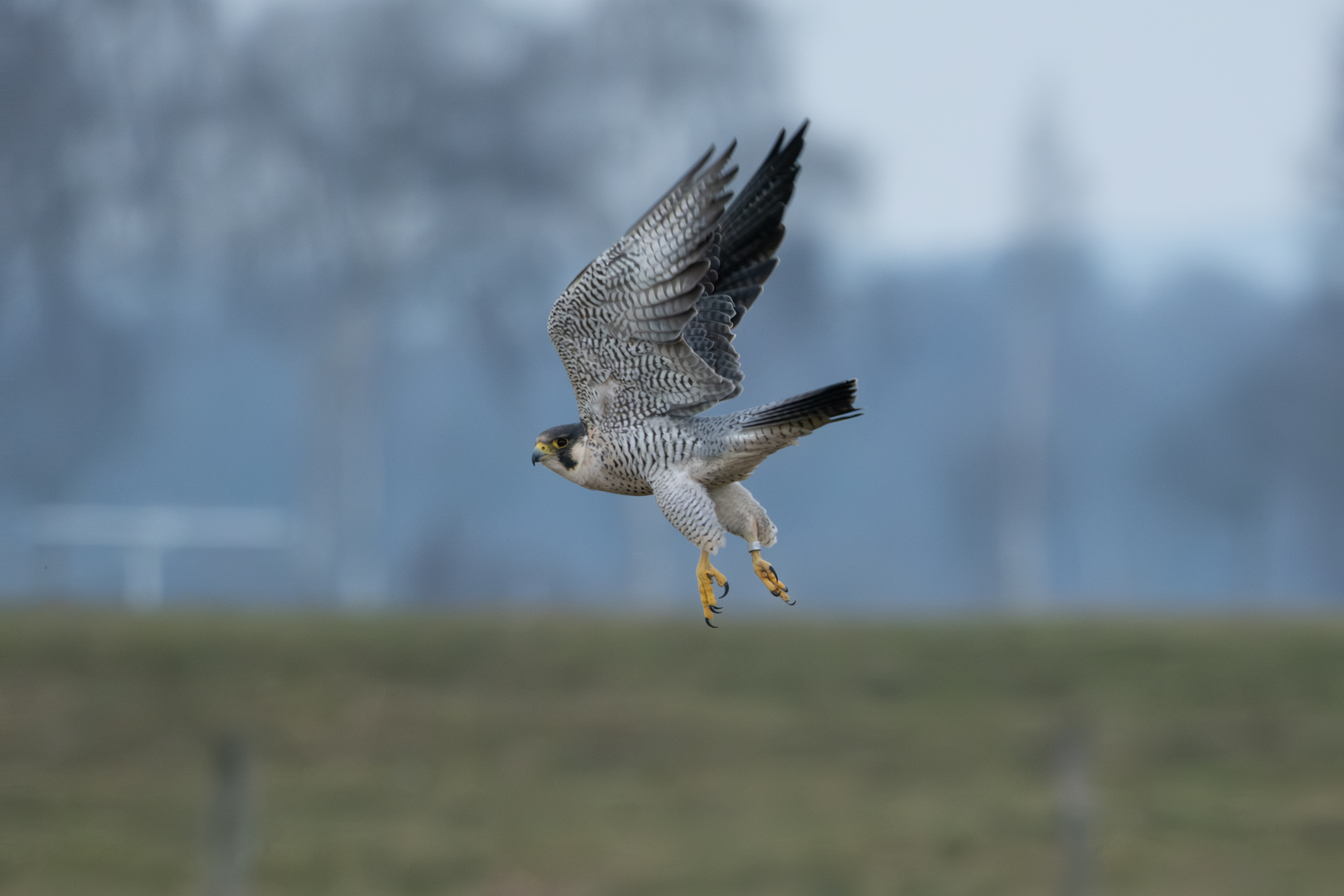 Wanderfalke (Falco peregrinus)