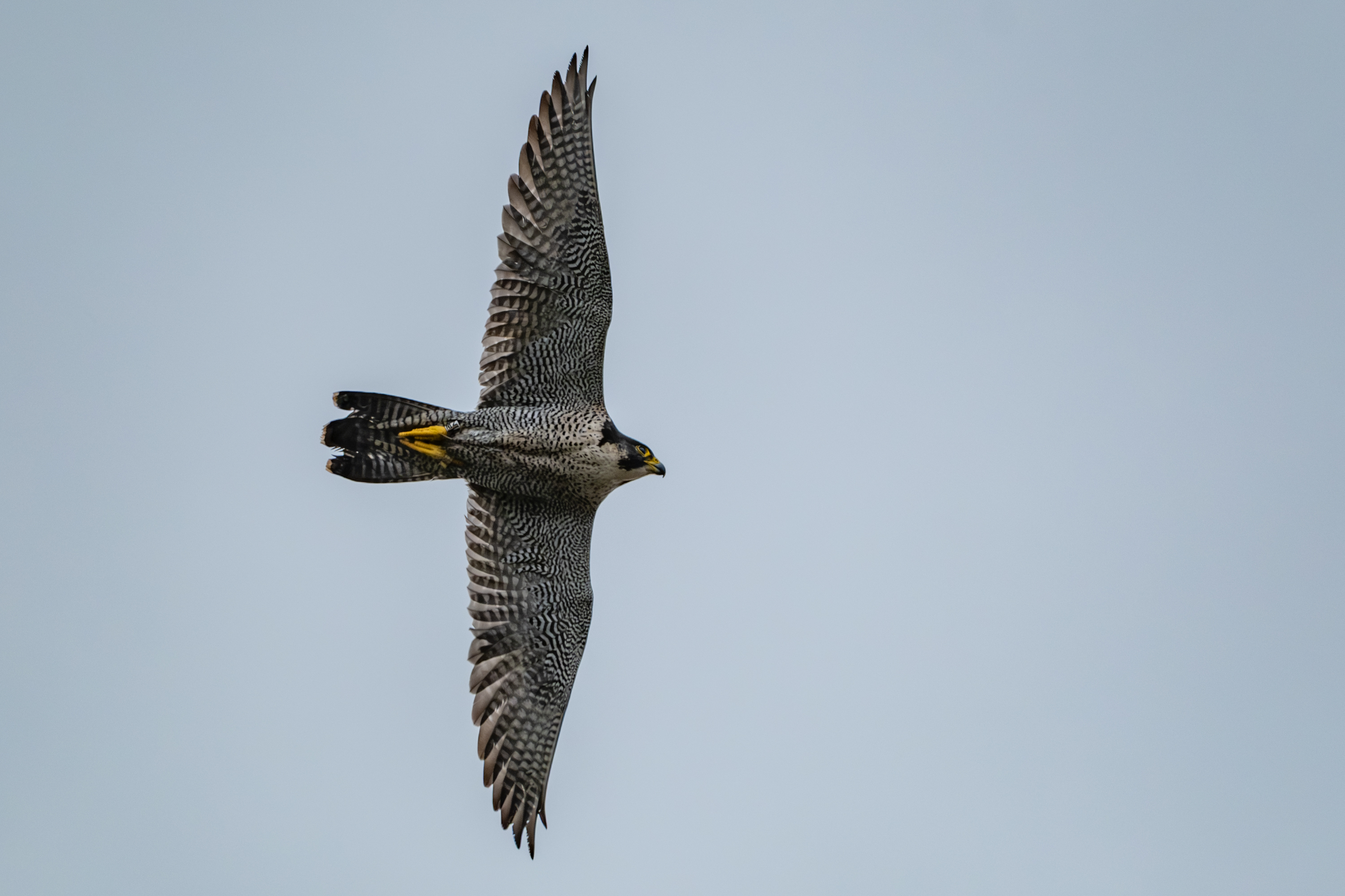 Wanderfalke (Falco peregrinus)