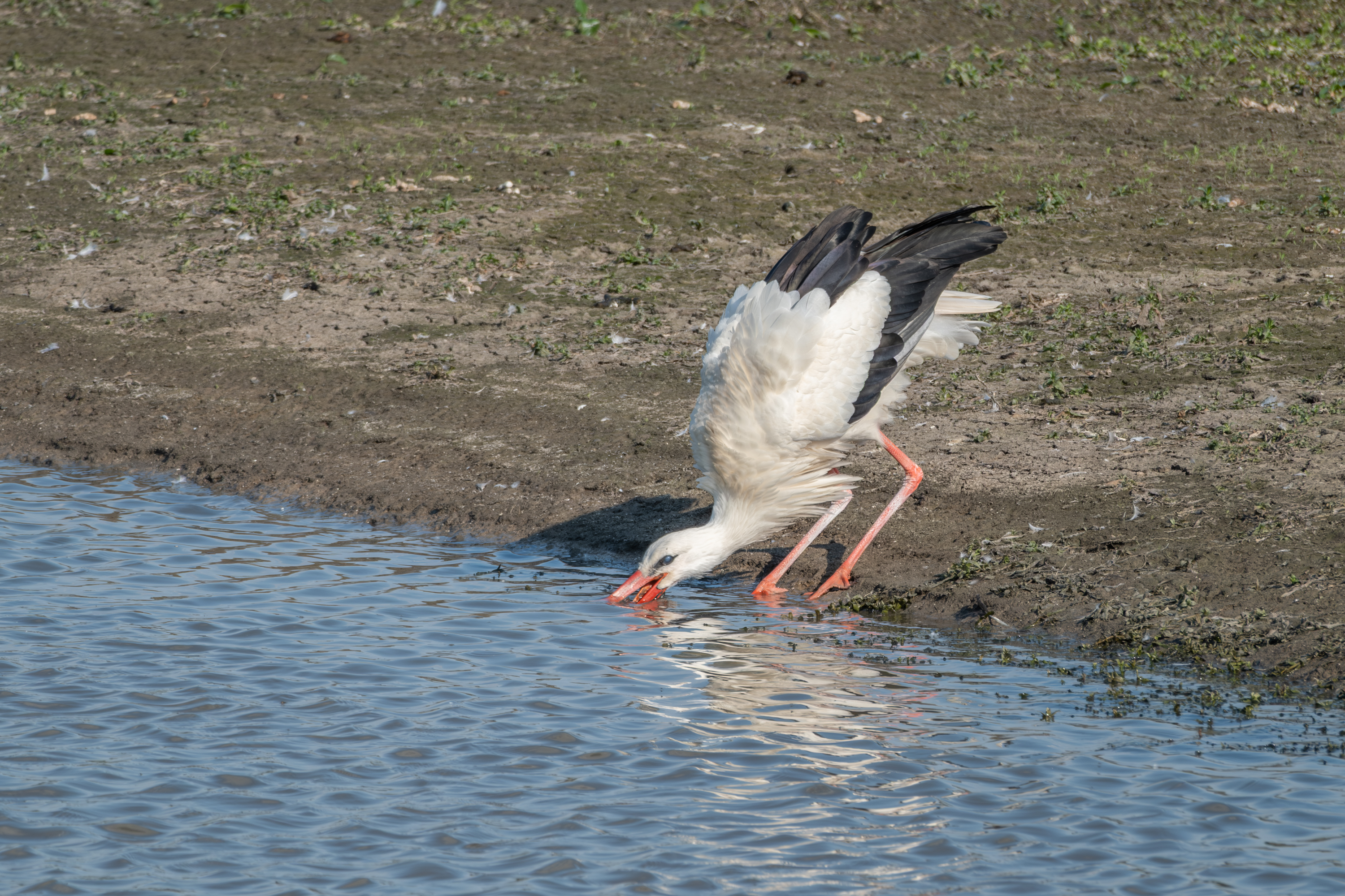 Weißstorch