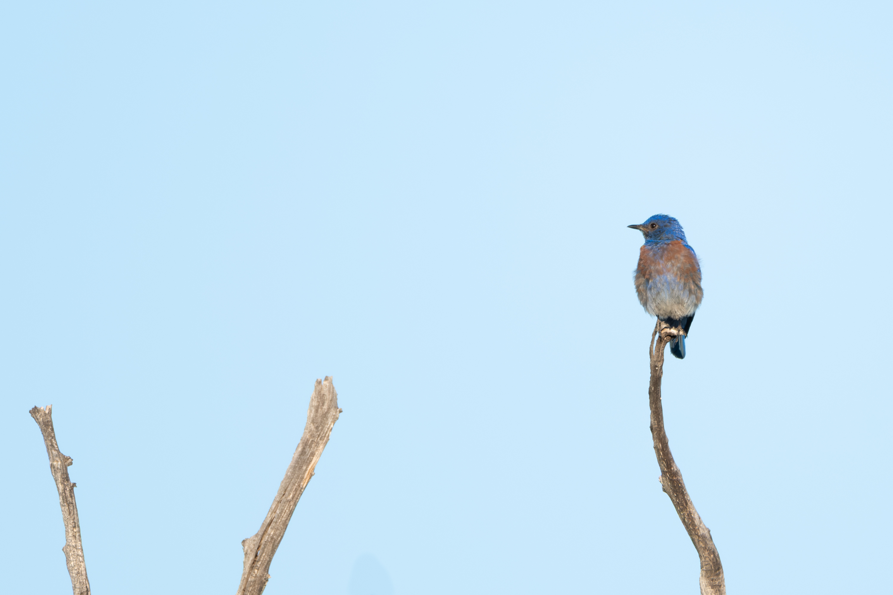 Western Bluebird