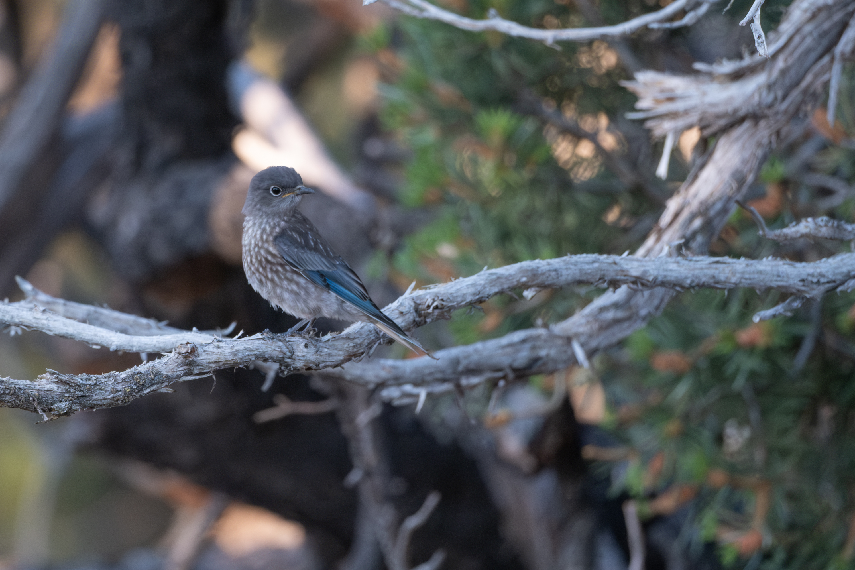 Western Bluebird
