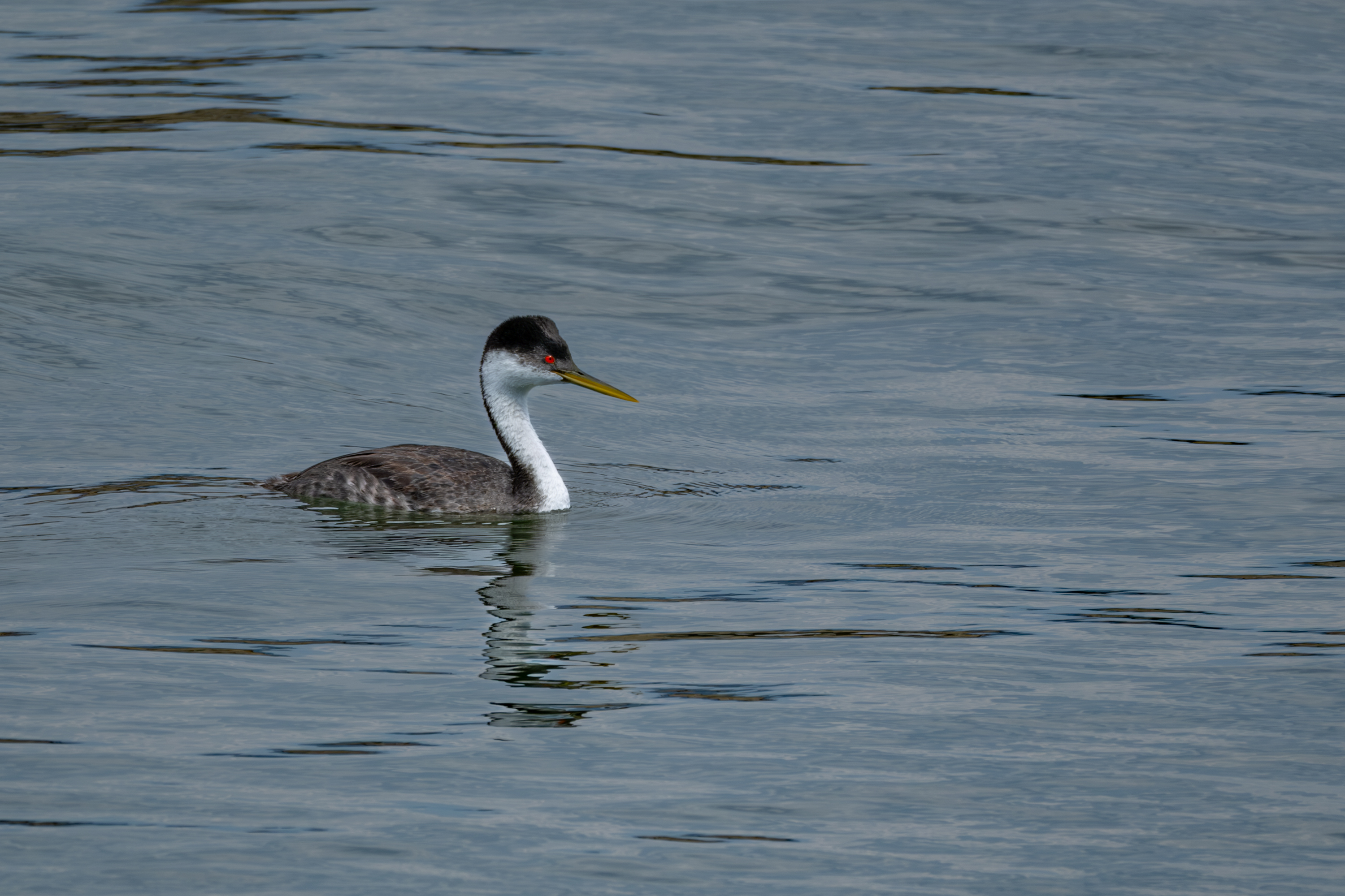 Western Grebe